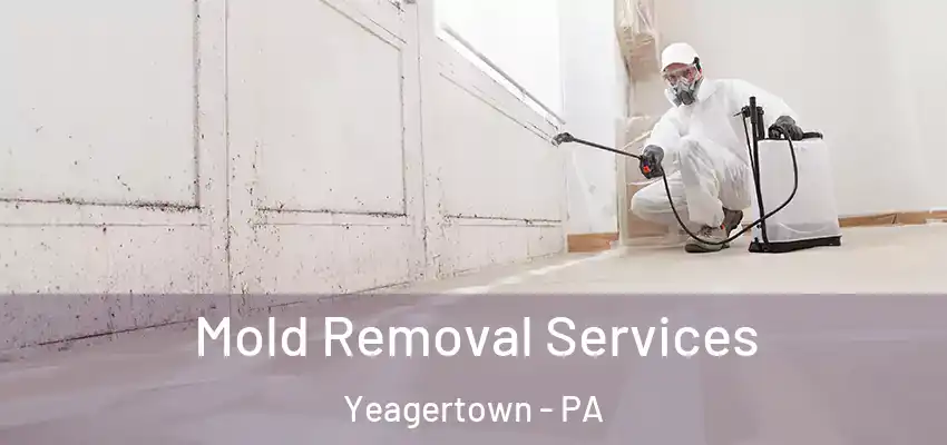 Mold Removal Services Yeagertown - PA