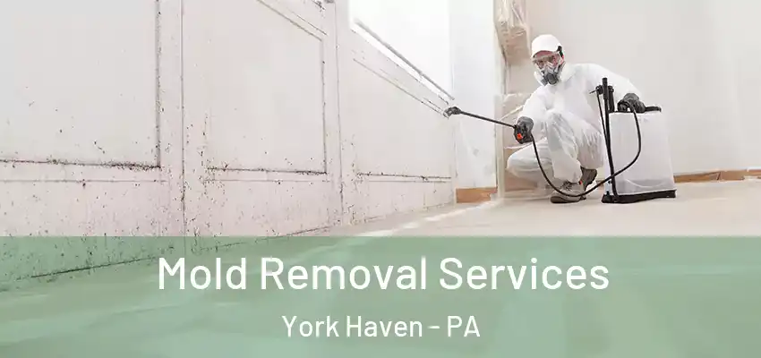 Mold Removal Services York Haven - PA