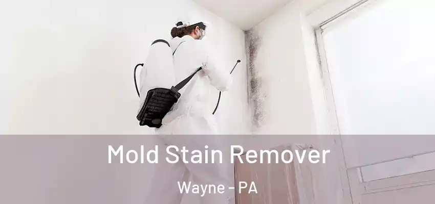 Mold Stain Remover Wayne - PA