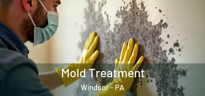 Mold Treatment Windsor - PA